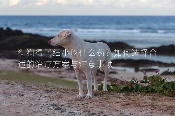 狗狗得了細(xì)小吃什么藥？如何選擇合適的治療方案與注意事項