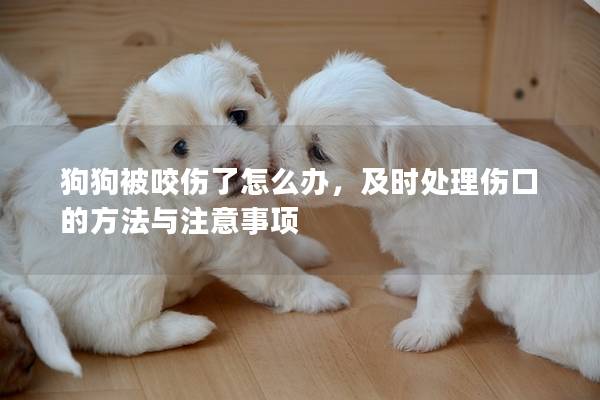 狗狗被咬傷了怎么辦，及時(shí)處理傷口的方法與注意事項(xiàng)
