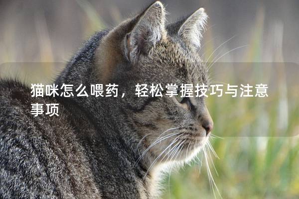 貓咪怎么喂藥，輕松掌握技巧與注意事項(xiàng)