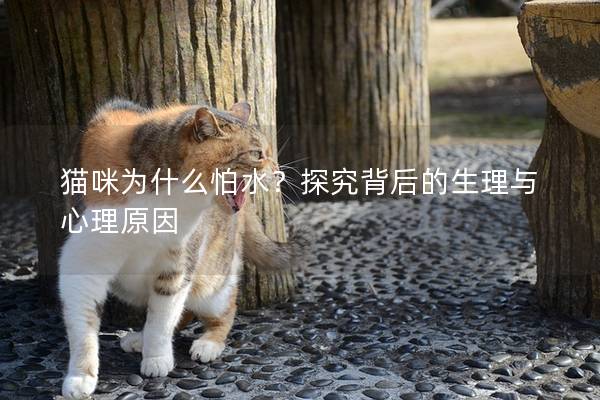 貓咪為什么怕水？探究背后的生理與心理原因