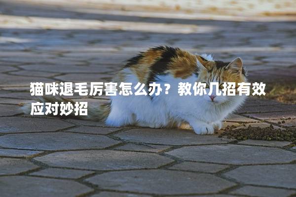 貓咪退毛厲害怎么辦？教你幾招有效應(yīng)對妙招