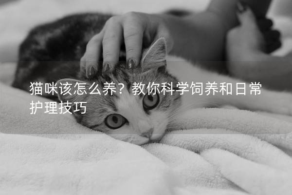 貓咪該怎么養？教你科學飼養和日常護理技巧
