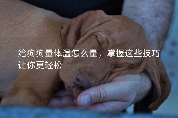 給狗狗量體溫怎么量，掌握這些技巧讓你更輕松