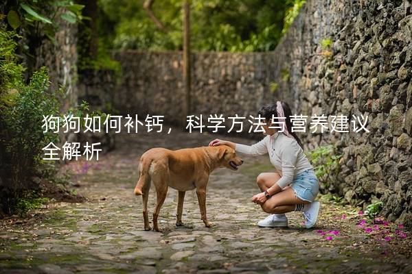 狗狗如何補鈣，科學方法與營養建議全解析