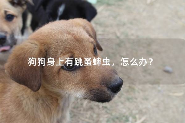 狗狗身上有跳蚤蜱蟲,怎么辦? 狗狗身上有跳蚤蜱蟲,怎么辦?