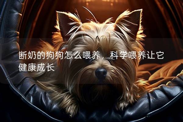 斷奶的狗狗怎么喂養，科學喂養讓它健康成長