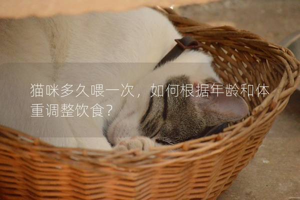 貓咪多久喂一次，如何根據年齡和體重調整飲食？