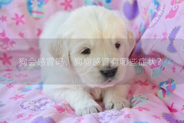 狗會感冒嗎,狗狗感冒有哪些癥狀? 狗會感冒嗎,狗狗感冒有哪些癥狀?