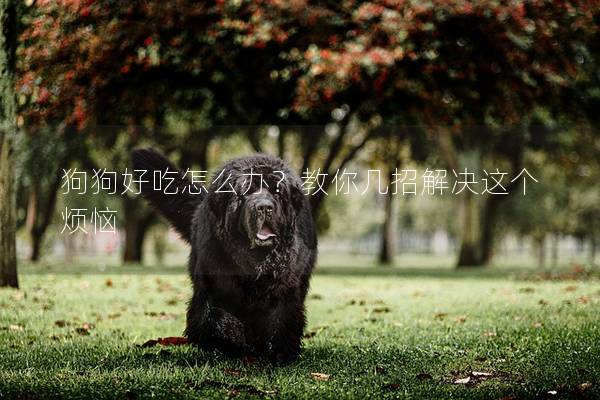 狗狗好吃怎么辦？教你幾招解決這個煩惱