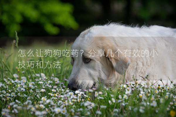 怎么讓狗狗吃藥？分享幾個有效的小技巧和方法