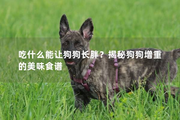 吃什么能讓狗狗長胖？揭秘狗狗增重的美味食譜