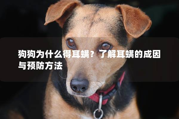 狗狗為什么得耳螨？了解耳螨的成因與預防方法