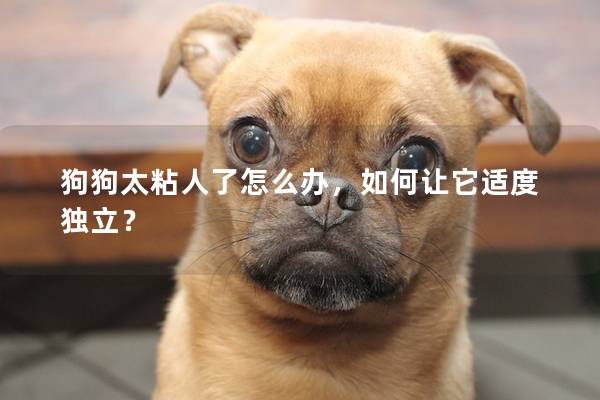 狗狗太粘人了怎么辦，如何讓它適度獨立？