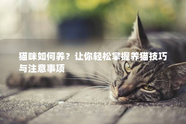 貓咪如何養？讓你輕松掌握養貓技巧與注意事項