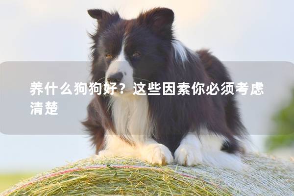 養什么狗狗好？這些因素你必須考慮清楚