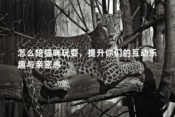 怎么陪貓咪玩耍，提升你們的互動樂趣與親密感