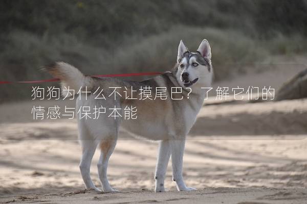 狗狗為什么不讓摸尾巴？了解它們的情感與保護本能