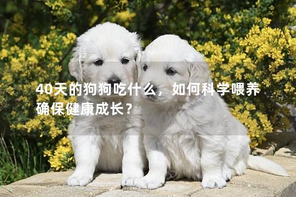 40天的狗狗吃什么，如何科學(xué)喂養(yǎng)確保健康成長(zhǎng)？