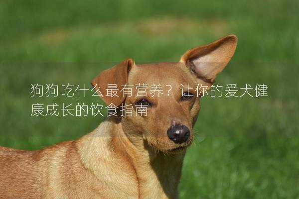 狗狗吃什么最有營養？讓你的愛犬健康成長的飲食指南
