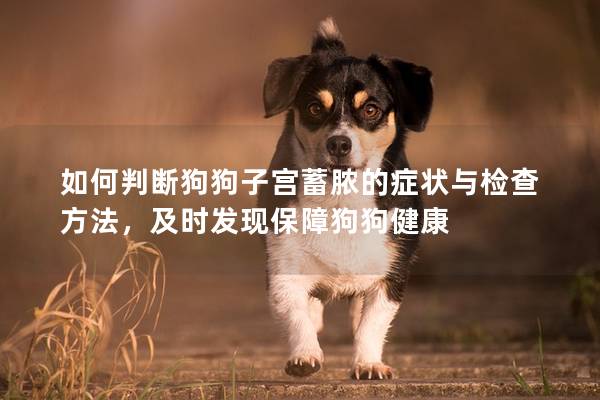 如何判斷狗狗子宮蓄膿的癥狀與檢查方法，及時發(fā)現(xiàn)保障狗狗健康