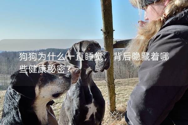 狗狗為什么一直睡覺，背后隱藏著哪些健康秘密？