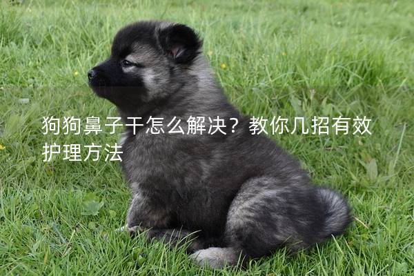 狗狗鼻子干怎么解決？教你幾招有效護理方法
