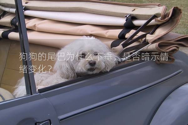 狗狗的尾巴為什么下垂，是否暗示情緒變化？