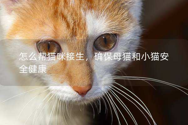 怎么幫貓咪接生,確保母貓和小貓安全健康 怎么幫貓咪接生,確保母貓和小貓安全健康