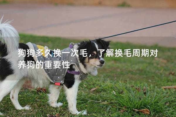 狗狗多久換一次毛，了解換毛周期對養狗的重要性