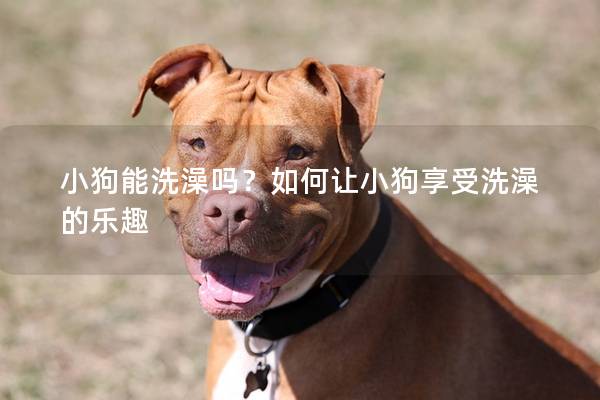 小狗能洗澡嗎?如何讓小狗享受洗澡的樂趣 小狗能洗澡嗎?如何讓小狗享受洗澡的樂趣