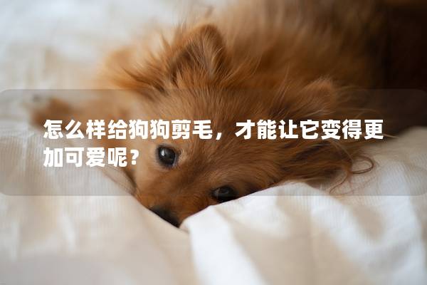 怎么樣給狗狗剪毛,才能讓它變得更加可愛呢? 怎么樣給狗狗剪毛,才能讓它變得更加可愛呢?