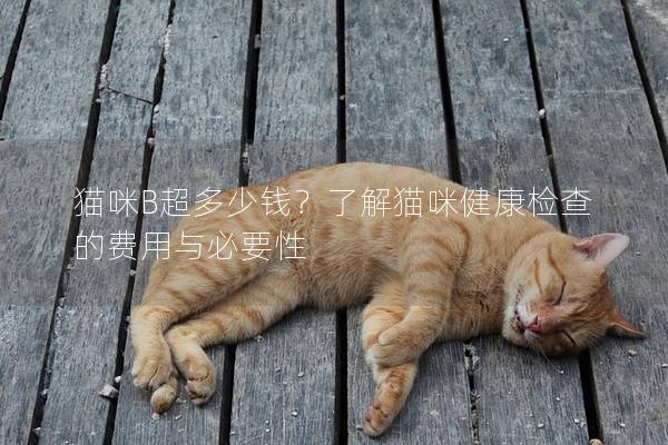 貓咪B超多少錢？了解貓咪健康檢查的費用與必要性