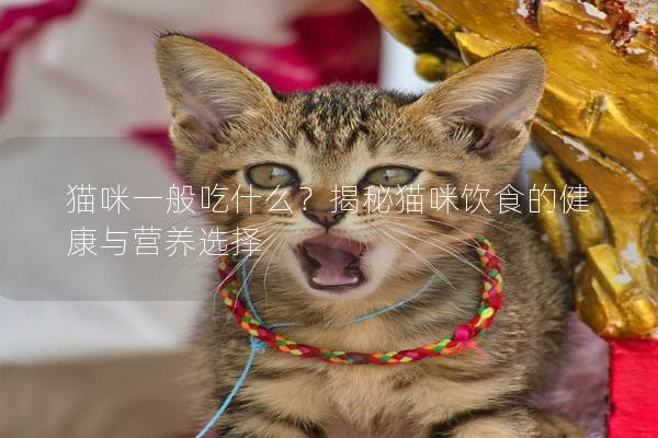 貓咪一般吃什么？揭秘貓咪飲食的健康與營養(yǎng)選擇