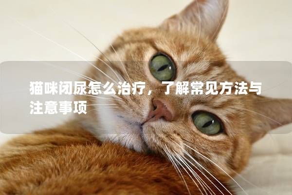 貓咪閉尿怎么治療，了解常見方法與注意事項