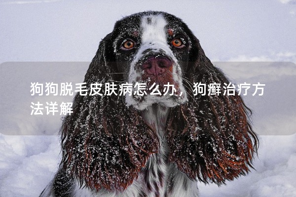 狗狗脫毛皮膚病怎么辦,狗癬治療方法詳解 狗狗脫毛皮膚病怎么辦,狗癬治療方法詳解