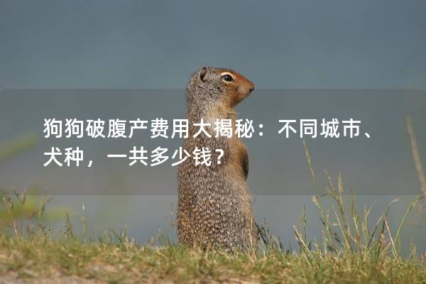 狗狗破腹產(chǎn)費(fèi)用大揭秘：不同城市、犬種，一共多少錢？