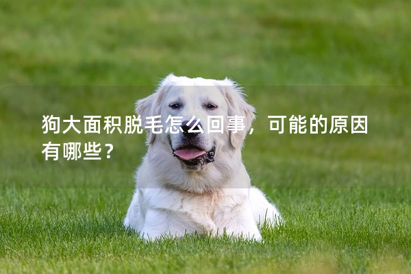 狗大面積脫毛怎么回事，可能的原因有哪些？