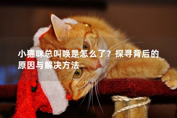 小貓咪總叫喚是怎么了？探尋背后的原因與解決方法