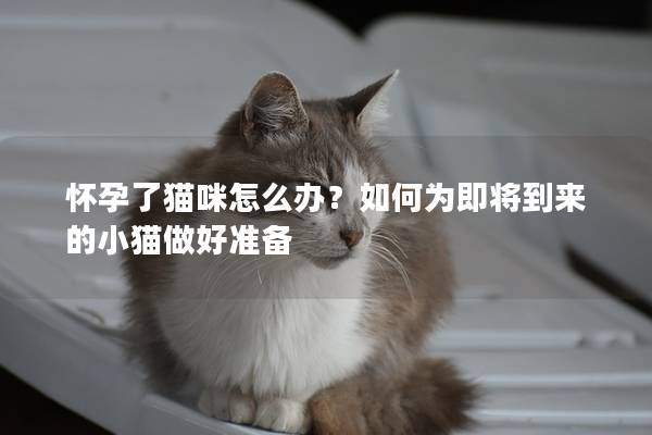 懷孕了貓咪怎么辦？如何為即將到來的小貓做好準備