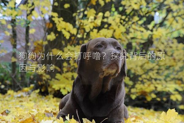 狗狗為什么會打呼嚕？探究背后的原因與影響