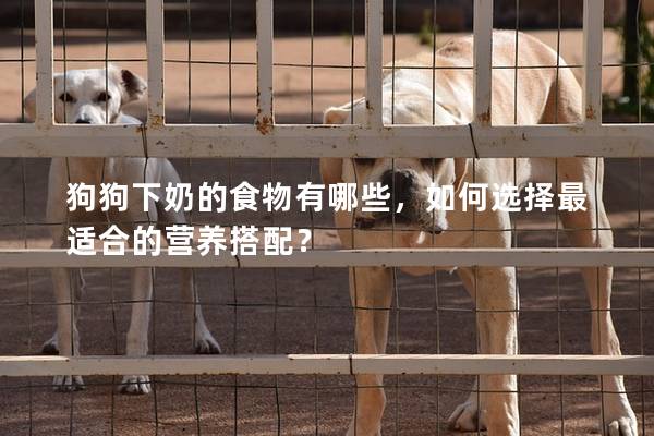 狗狗下奶的食物有哪些，如何選擇最適合的營養搭配？