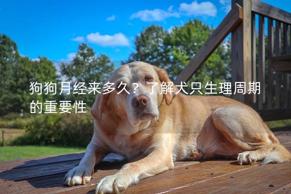 狗狗月經來多久？了解犬只生理周期的重要性