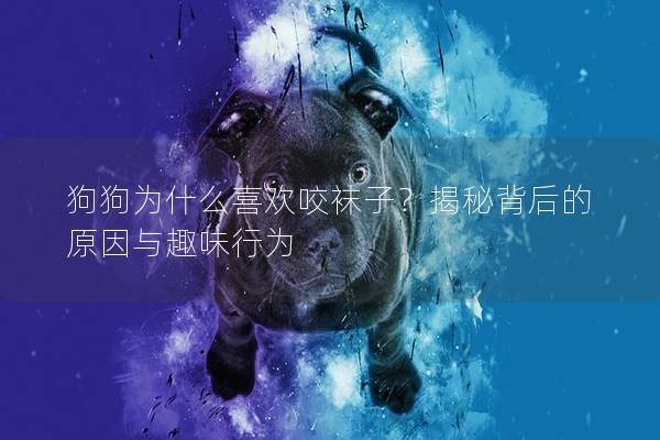 狗狗為什么喜歡咬襪子？揭秘背后的原因與趣味行為