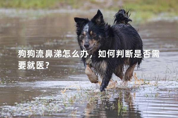 狗狗流鼻涕怎么辦，如何判斷是否需要就醫？