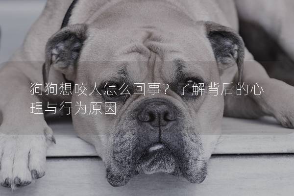 狗狗想咬人怎么回事？了解背后的心理與行為原因
