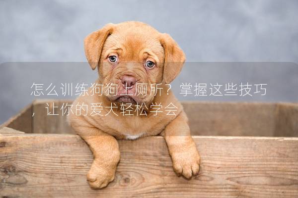 怎么訓練狗狗上廁所？掌握這些技巧，讓你的愛犬輕松學會