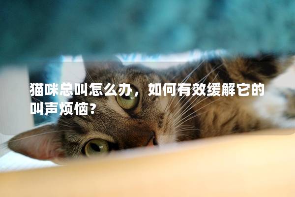 貓咪總叫怎么辦，如何有效緩解它的叫聲煩惱？
