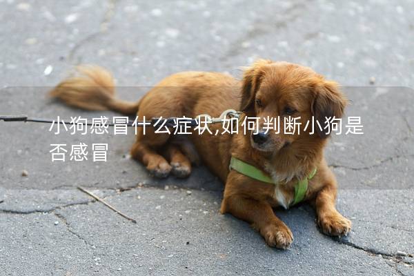 小狗感冒什么癥狀,如何判斷小狗是否感冒