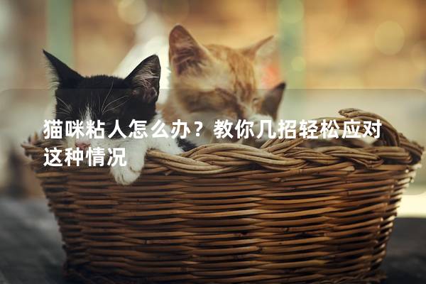 貓咪粘人怎么辦?教你幾招輕松應對這種情況 貓咪粘人怎么辦?教你幾招輕松應對這種情況