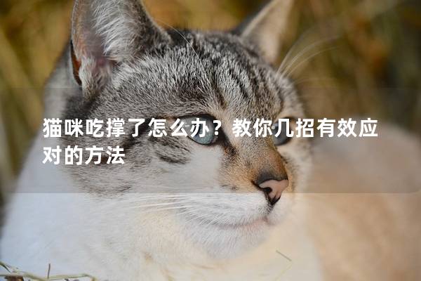 貓咪吃撐了怎么辦？教你幾招有效應對的方法